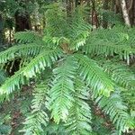 Phyllanthus mimosoides habit picture by Daniel Barthelemy (cc-by-sa)