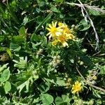 Senecio squalidus habit picture by cscoq (cc-by-sa)