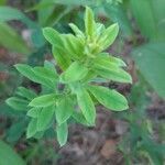 Genista pilosa leaf picture by Терн Саша (cc-by-sa)