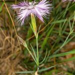 Dianthus sternbergii flower picture by Martin Bishop (cc-by-sa)