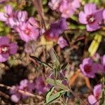 Clarkia amoena leaf picture by Johnny Poppyseed (cc-by-sa)