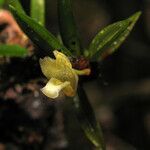 Maxillaria uncata flower picture by Jean-François Molino (cc-by-sa)