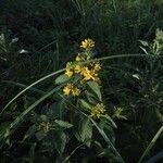 Lysimachia vulgaris flower picture by Jan Rouzek (cc-by-sa)