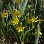 Gagea lutea habit picture by Jean-Francois Julien (cc-by-sa)