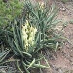 Yucca baccata habit picture by Daniel Barthelemy (cc-by-nc)