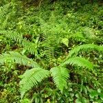 Polystichum setiferum habit picture by Alain Bigou (cc-by-sa)