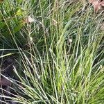 Carex paniculata leaf picture by Pieter Verbrugghe (cc-by-sa)