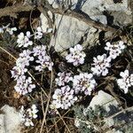 Iberis saxatilis habit picture by francois tissot (cc-by-sa)