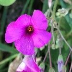 Oxalis articulata flower picture by Bernard Fabier (cc-by-sa)