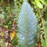 Caldcluvia paniculata leaf picture by Daniel Barthelemy (cc-by-nc)