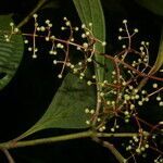 Miconia laxivenula leaf picture by Nelson Zamora Villalobos (cc-by-nc)