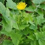 Sonchus oleraceus flower picture by roswithaschultz (cc-by-sa)