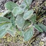 Hieracium phlomoides leaf picture by hieracium eriophorum (cc-by-sa)