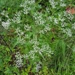 Eupatorium serotinum habit picture by tomhuck88 (cc-by-sa)