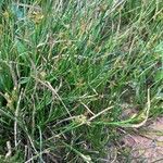 Juncus compressus leaf picture by Txasko Ander (cc-by-sa)