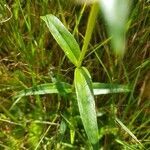 Gentiana linearis leaf picture by Lou LaFleur (cc-by-sa)