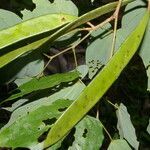 Bauhinia cookii leaf picture by Nelson Zamora Villalobos (cc-by-nc)