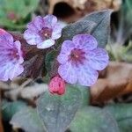 Pulmonaria officinalis flower picture by Martin Bulla (cc-by-sa)