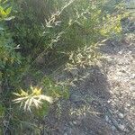 Brachypodium pinnatum habit picture by M.angeles Basurte (cc-by-sa)