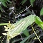 Setaria barbata fruit picture by pratiwir pratiwir (cc-by-sa)