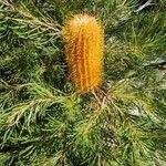 Banksia spinulosa flower picture by Peter Langley (cc-by-sa)