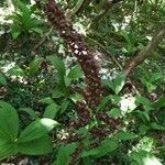 Veratrum nigrum habit picture by Cristian Zanella Cristian Zanella (cc-by-sa)