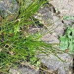 Isolepis setacea habit picture by Alain Lagrave (cc-by-sa)