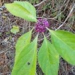 Callicarpa americana fruit picture by Justin LaRose (cc-by-sa)