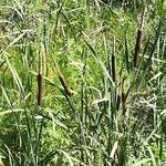 Typha domingensis flower picture by Prieta Javier (cc-by-sa)