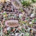 Trifolium arvense habit picture by Waldemar Zeja (cc-by-sa)