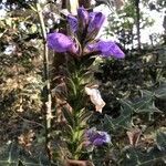 Acanthus eminens flower picture by Andrew Gichira (cc-by-sa)