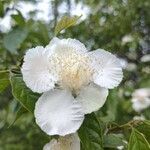 Campomanesia pubescens flower picture by Makoto Makoto (cc-by-sa)