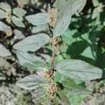 Euphorbia hirta leaf picture by baig mirza (cc-by-sa)