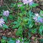 Rhododendron ponticum habit picture by Jonathan Montagne (cc-by-sa)