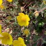 Potentilla heptaphylla flower picture by María Meyer (cc-by-sa)