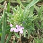 Verbena bracteata flower picture by Mari (cc-by-sa)