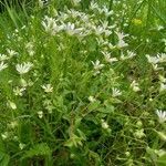 Stellaria holostea habit picture by Kai Best (cc-by-sa)