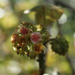 Dombeya ciliata flower picture by E. Mouysset (cc-by-sa)