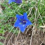 Gentiana alpina flower picture by Thomas Alberti (cc-by-sa)