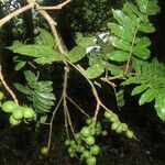 Alfaroa costaricensis fruit picture by SINAC Pérez Greivin (cc-by-sa)