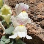 Antirrhinum molle flower picture by Antonio (cc-by-sa)