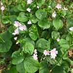 Claytonia sibirica flower picture by Rinze RvRossum (cc-by-sa)