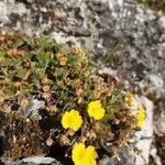 Potentilla incana habit picture by Jan S. (cc-by-sa)