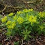 Euphorbia hyberna habit picture by Antonio Ezquerro A. (cc-by-sa)