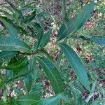 Alibertia edulis leaf picture by Juan Carlos Ordonez (cc-by-sa)