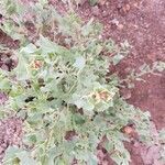 Atriplex laciniata flower picture by Rosa Saez (cc-by-sa)