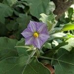 Solanum melongena flower picture by Andrew Helbig (cc-by-sa)