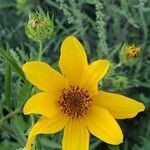 Bidens aristosa flower picture by Seth Morris (cc-by-sa)