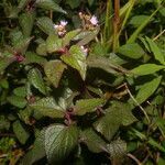 Fleischmannia pratensis habit picture by Nelson Zamora Villalobos (cc-by-nc)