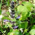 Ajuga pyramidalis flower picture by djou (cc-by-sa)